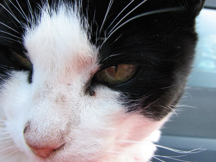 Чихуахуа с пузырьком в носу