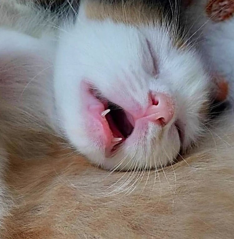 Кот свернул язык в трубочку