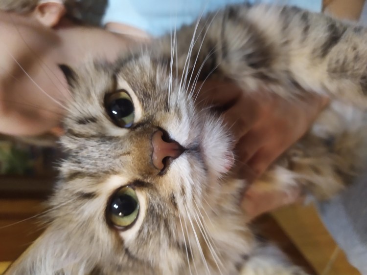 Чихуахуа пузырь из носа