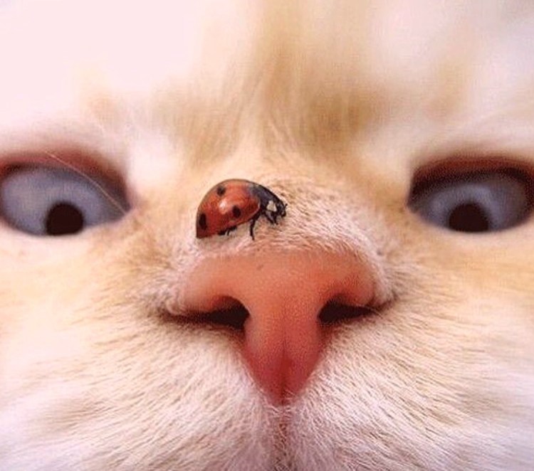 Кот с соплей