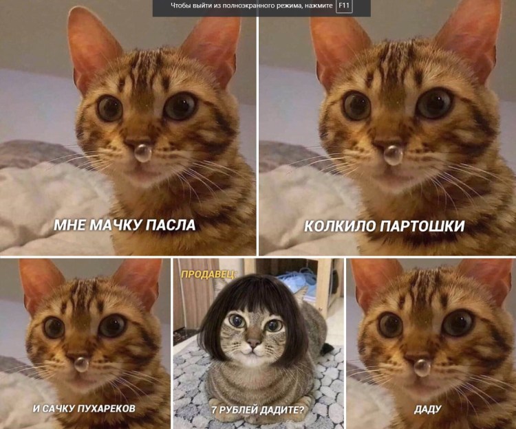 Сопливый кот