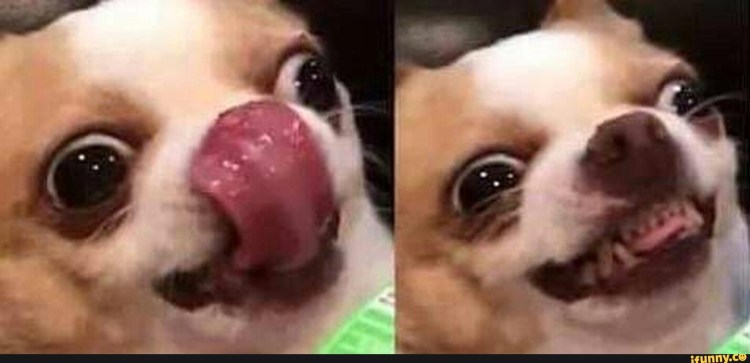 Котенок с высунытым языком