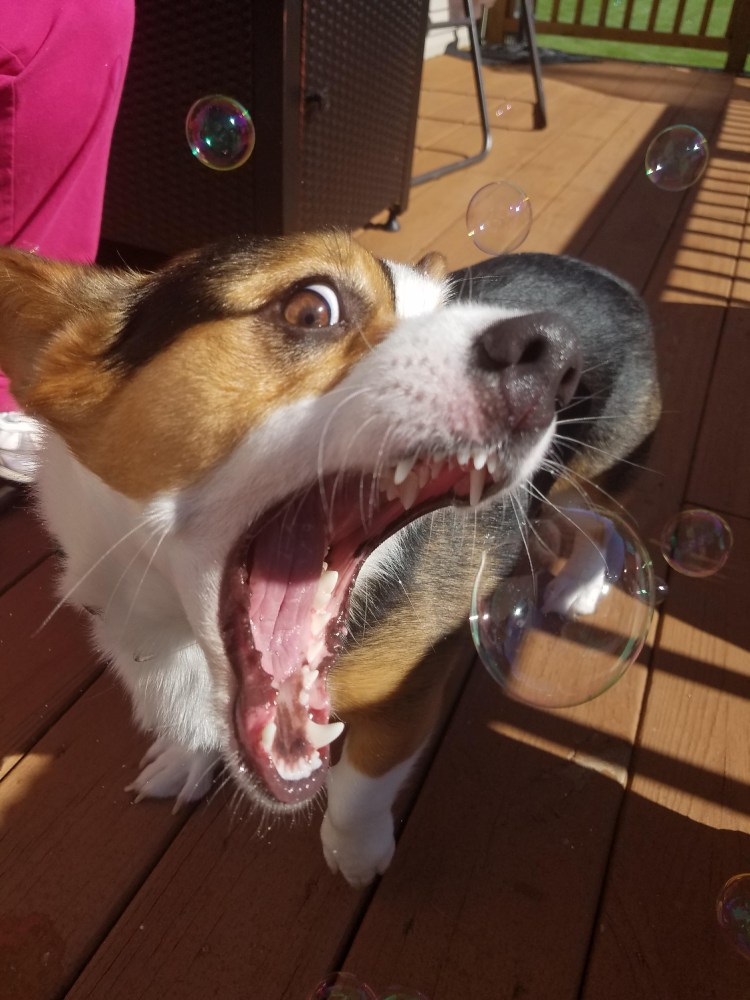 Чихуахуа облизывается