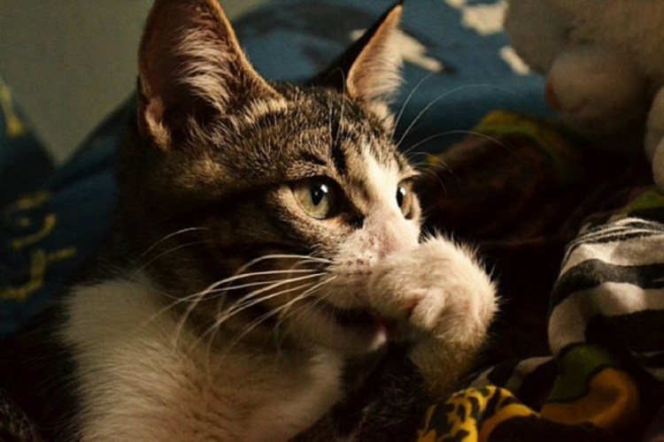 Сопливый кот