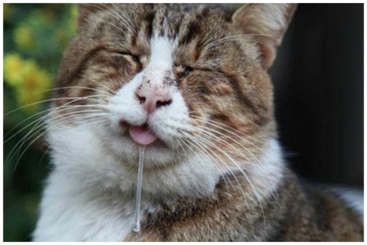 Котик с пузырьком из носа