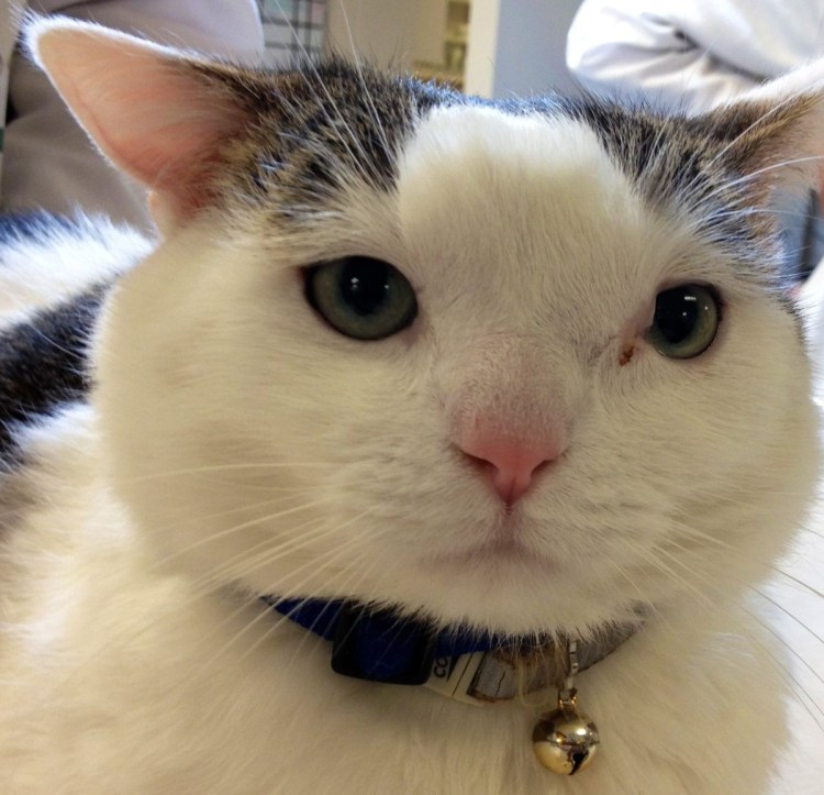 Обиженный кот гиф