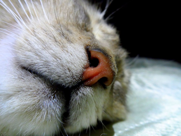 Косоглазый кот Спанглс