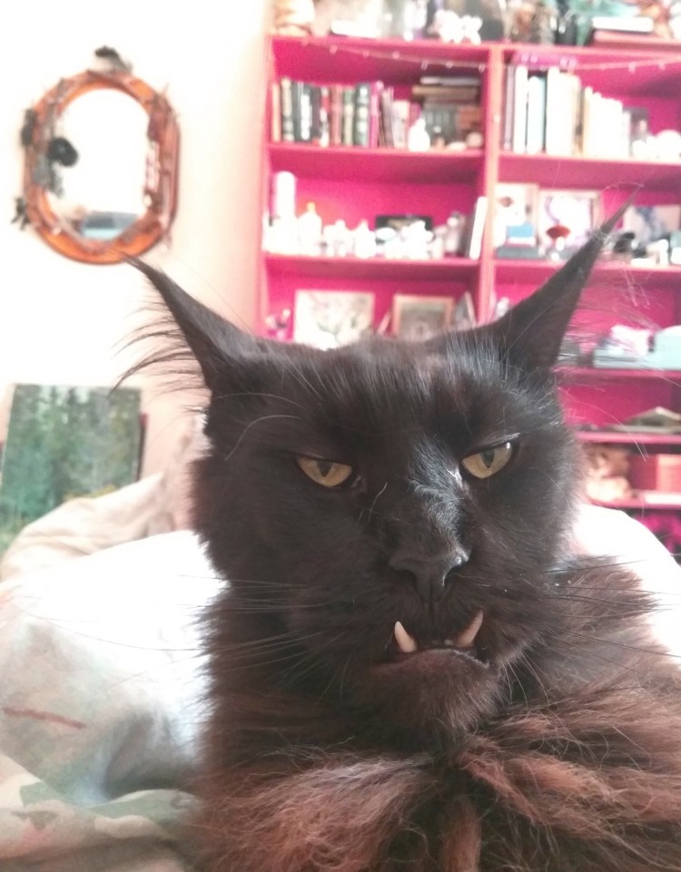 Черный лохматый кот