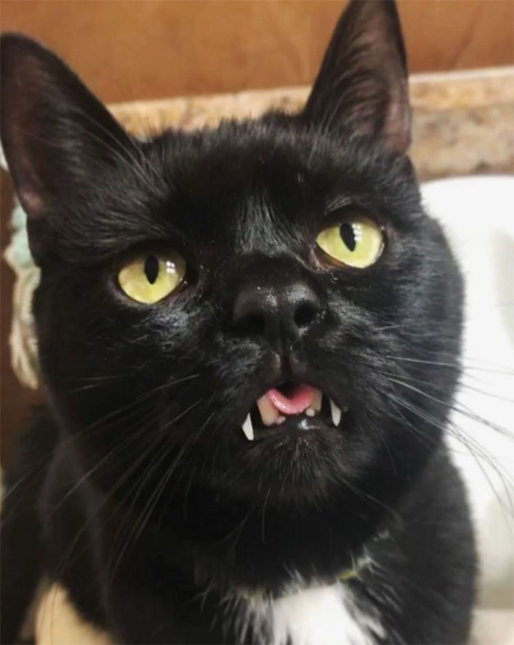 Порода кошек Дракула