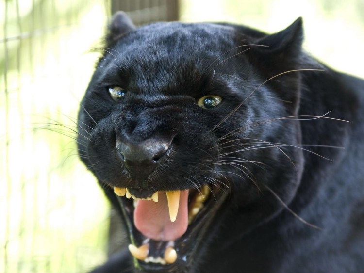 Злой черный кот
