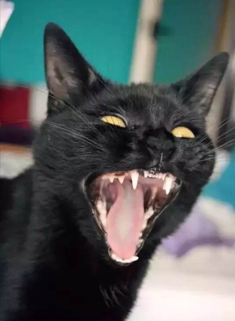 Дикий кот каракал