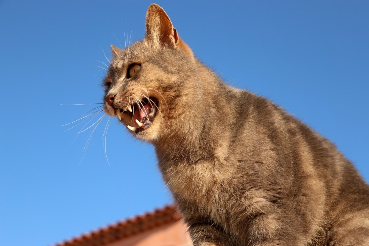 Черный кот с клыками