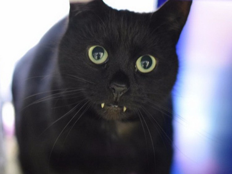 Кот вампир Монк