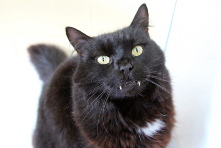 Кот вампир Монк