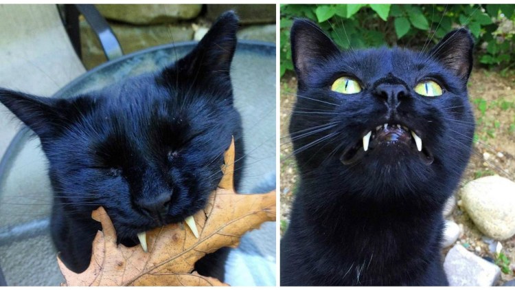 Кошка с большими клыками