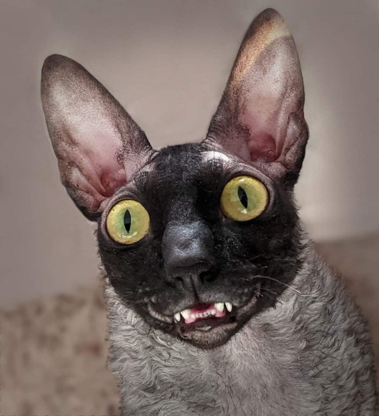 Восточная Ориентальная кошка