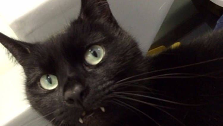 Агрессивные коты