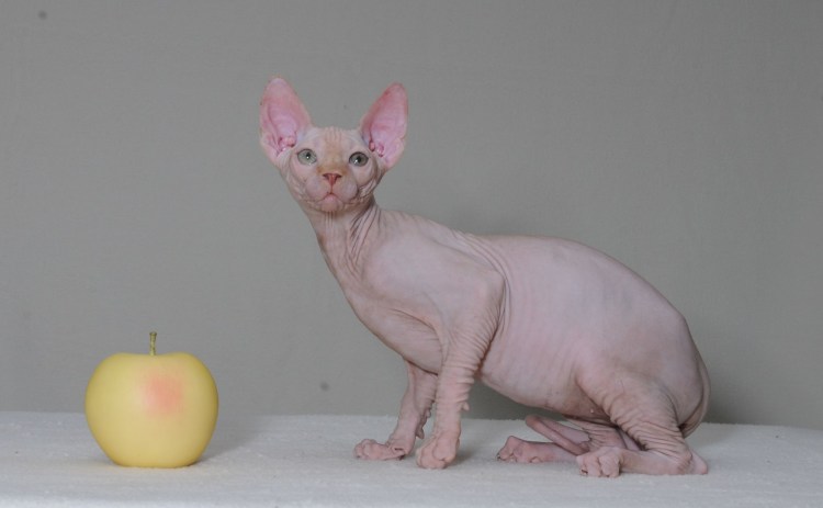 Мой любимый сфинкс