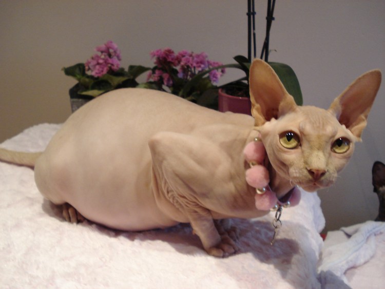 Толстый лысый кот сфинкс