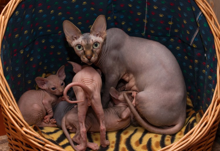 Сфинкс с шерстью на животе