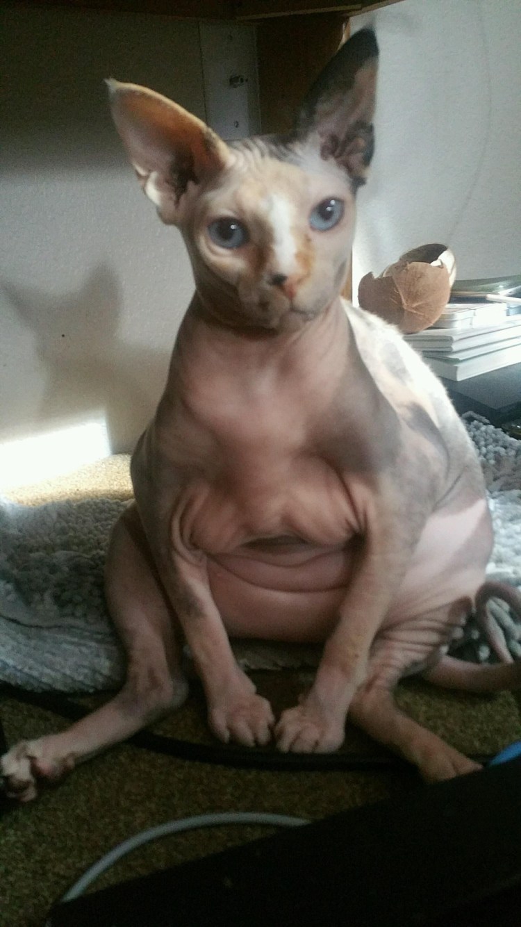 Обвисший кот