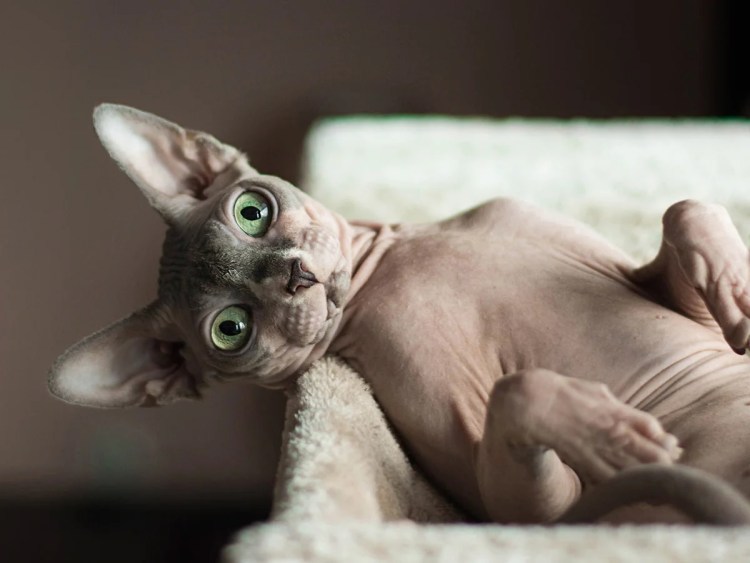 Беременный канадский сфинкс