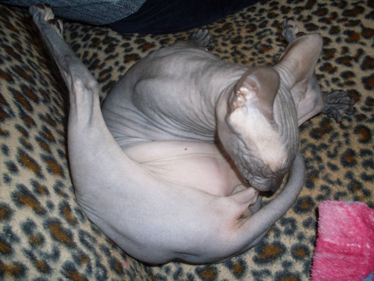 Беременная кошка сфинкс