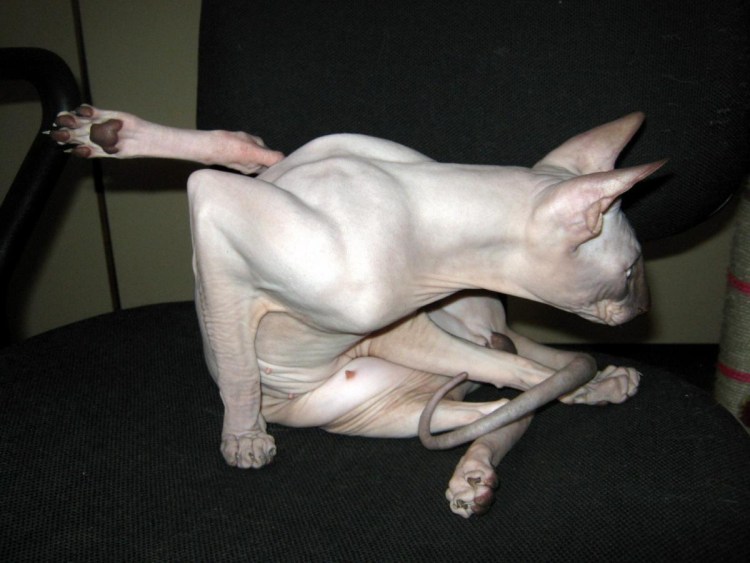 Беременная лысая кошка