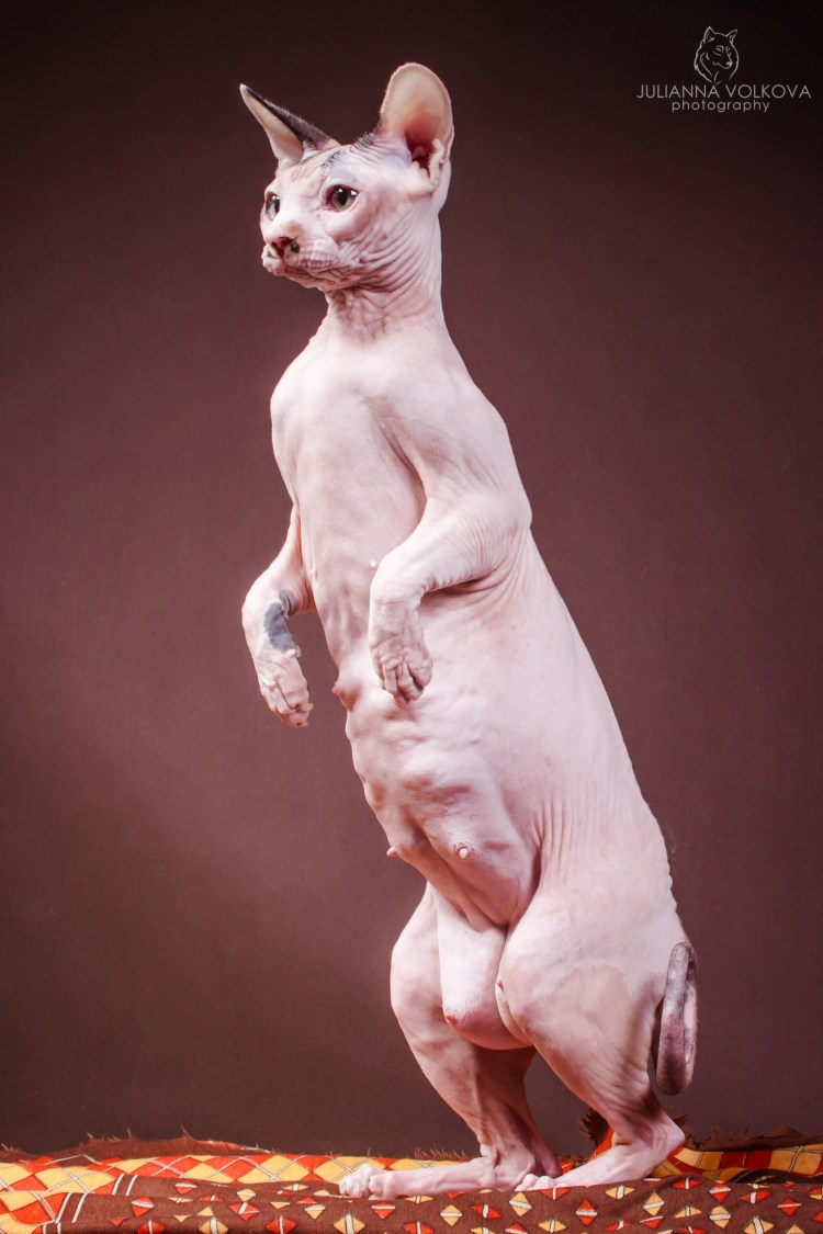 Канадский сфинкс толстый