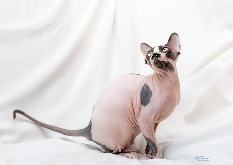 Беременность кошки сфинкса