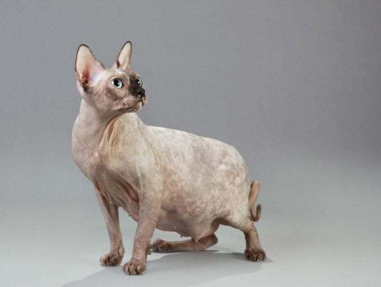 Мексиканская бесшерстная кошка