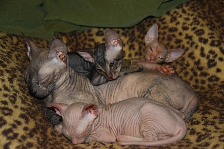 Толстые сфинксы