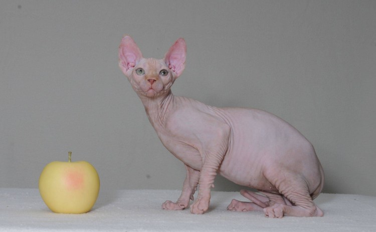 Сфинкс отдыхает