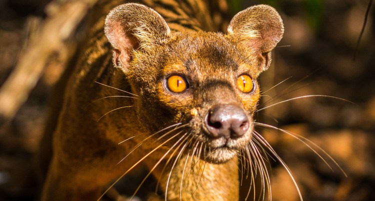 Мадагаскарский кот домашний