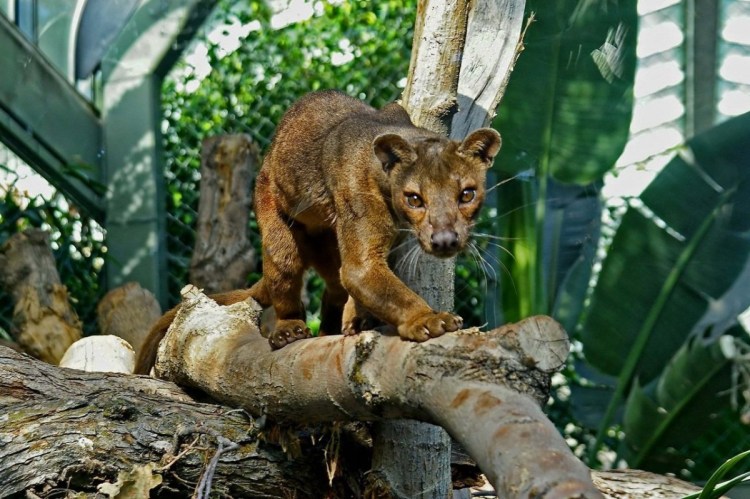 Мадагаскарские фоссы