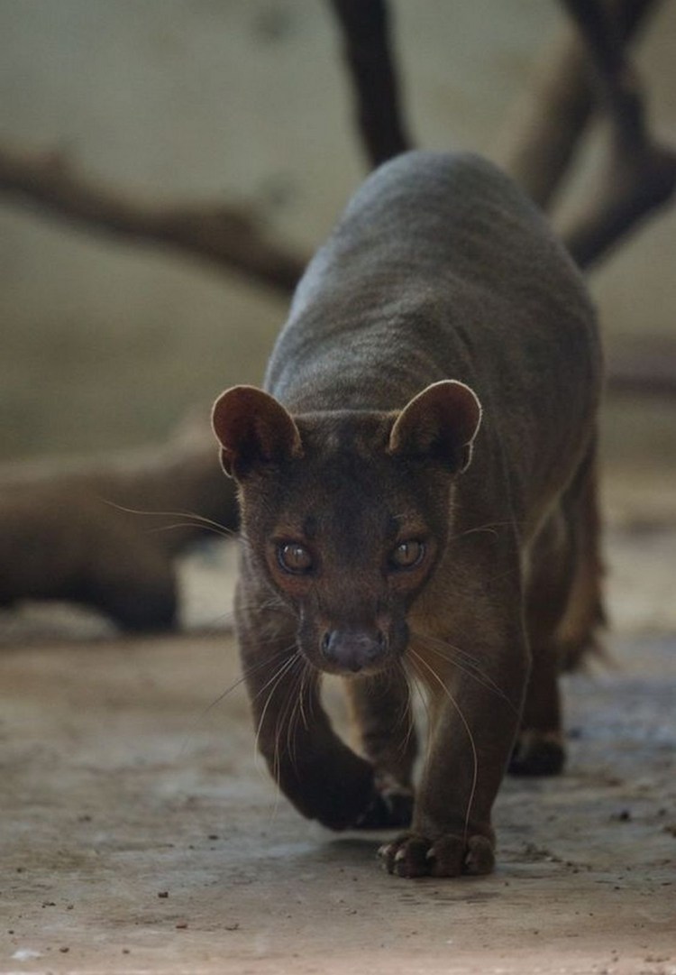 Фосса эндемик