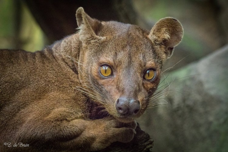 Виверровые Фосса