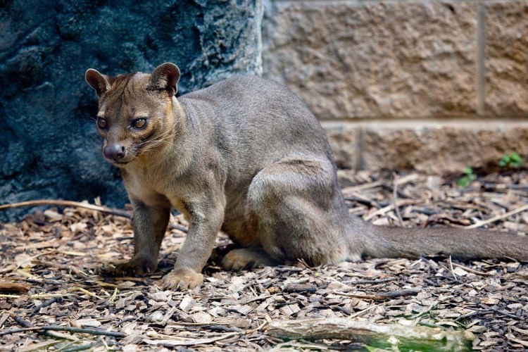 Остров Мадагаскар Фосса