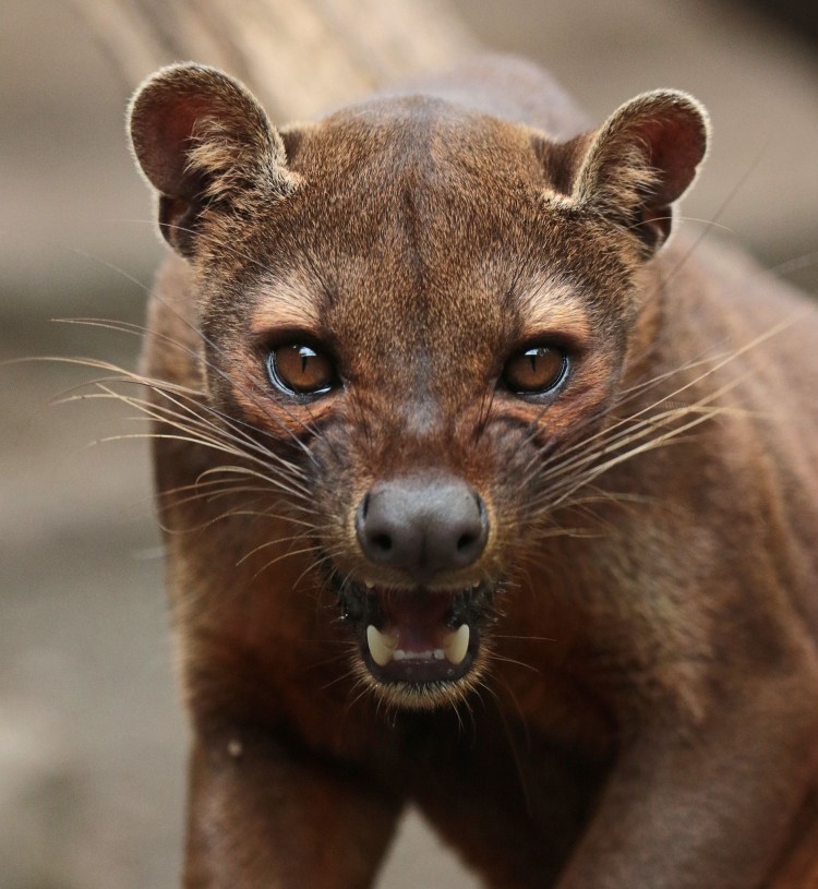 Млекопитающие Фосса