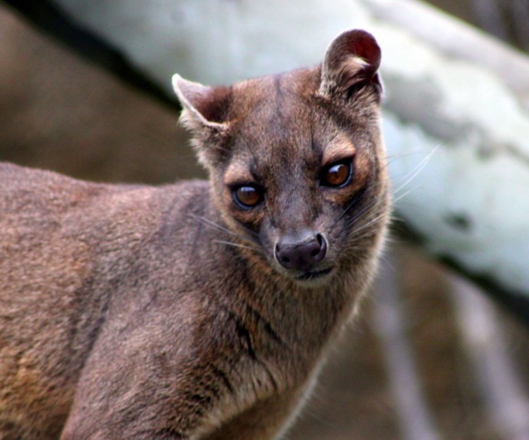 Мадагаскар. Хищник Фосса.