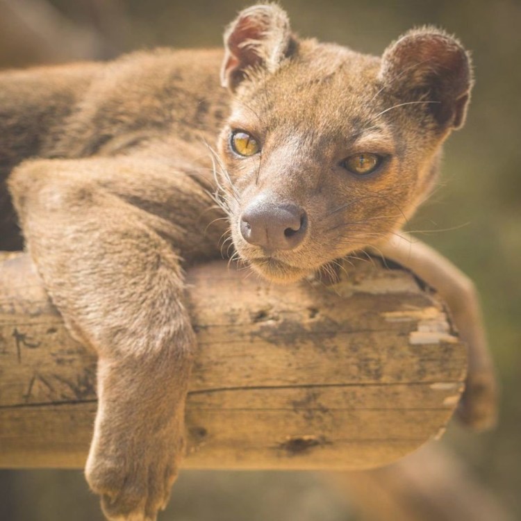 Мадагаскарские фоссы