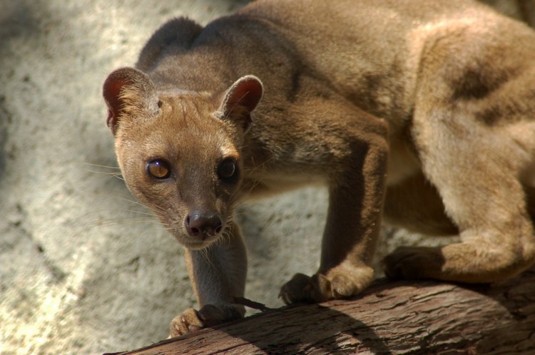 Фосса(мадагаскарский Лев)