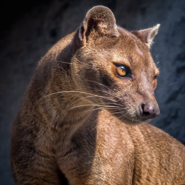 Гигантская Фосса