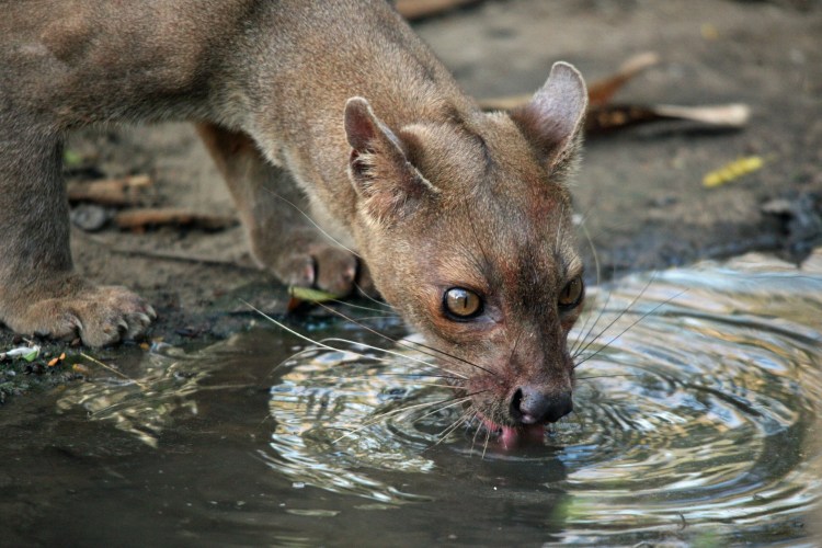 Фоса Мадагаскарская