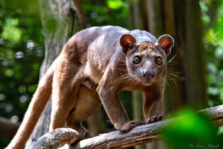 Фосса(мадагаскарский Лев)