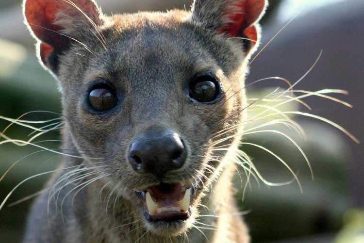 Мадагаскар. Хищник Фосса.