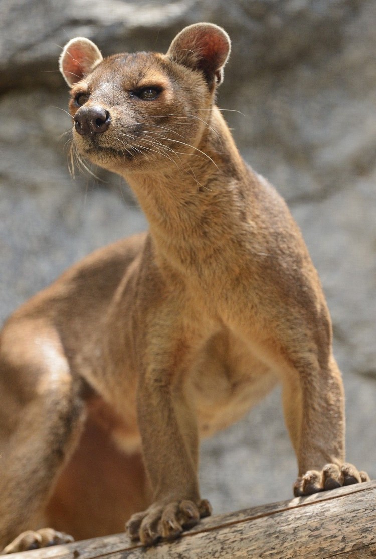 Фосса(мадагаскарский Лев)