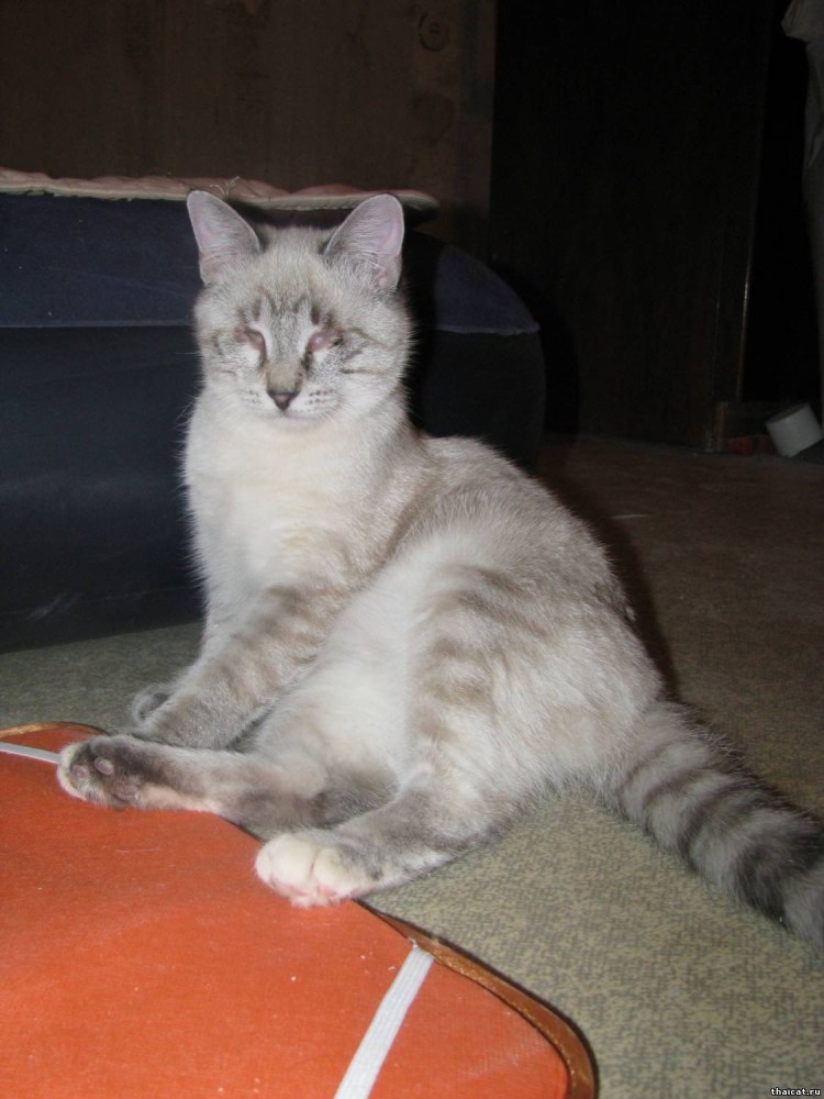 Тайский кот метис Сибирский
