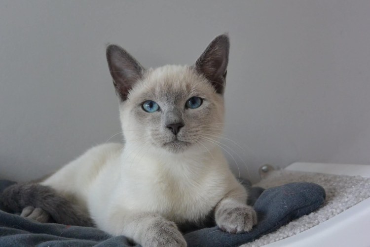 Пропала Сиамская тайская метис кошка кот