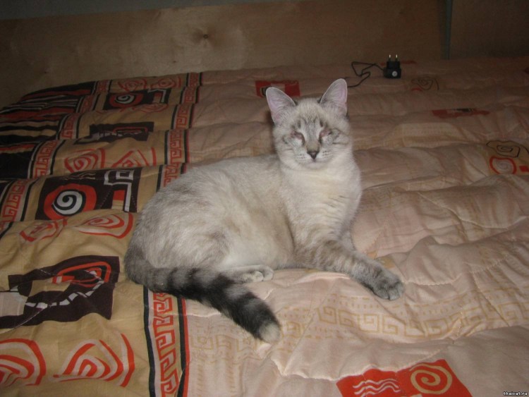 Котенок смесь британца и сиамки